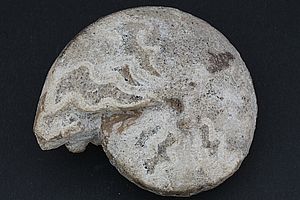 Ammoniten 3530